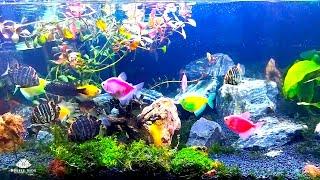  Petshop Aquarium with Colorful Fish  Water Stream Noise 10 Hour Sleep Sound