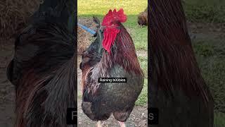 Have you ever? #rooster #chickensrule #farmjokester  #backyardchickens #poultry #hens #joke