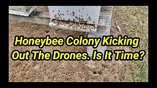 Honeybee Colony Kicking Out The Drones. Is It Time?