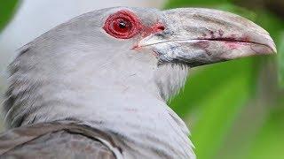 Amazing face of the world’s largest brood-parasite – the Channel-billed Cuckoo