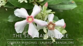 The Sea mango tree and it’s flowers