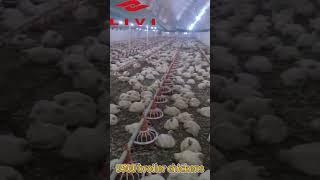 9500 broiler chickens raised on site