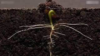 Impresionante time - lapse del nacimiento y desarrollo de una planta.