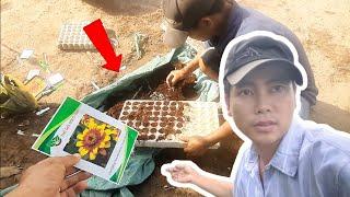 thời gian gieo cúc lá nhám nở hoa đúng tết - huỳnh thủy tinh vlog