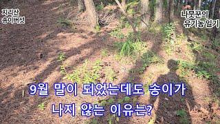 9월말이 되었는데도 아직 송이가 나지않는 이유는? 늦더위때문에 아직 가을이 되지 않았기 때문입니다,