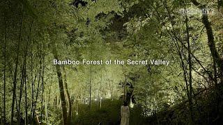 Bamboo Forest of the Secret Valley