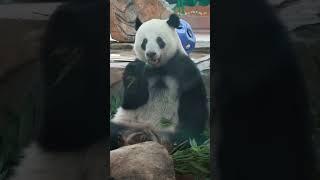 星一开饭咯 #大熊猫 #panda #cute #cutepanda #熊