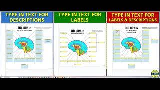 Brain Interactive Google Slides Activities (by Tangstar Science)