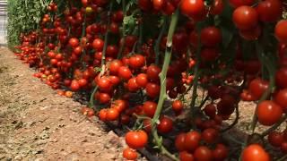 İnanılmaz Domates yetiştiriciliği, Amazing tomato