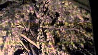 snow on the vermont maple trees.wmv