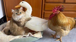 So funny cute!The rooster and the duck compete to sleep with the cat!Real and wonderful cartoons