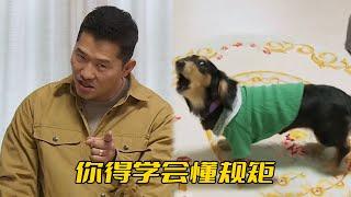 臘腸犬嗓門太大，害得主人一個月收到10條投訴，差點被迫搬家