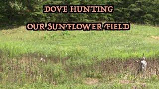 Dove Hunting Our Sunflower Field