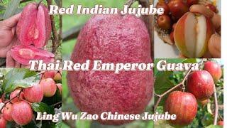 Vlog#105: Giới thiệu 2 giống mới đặc biệt: ổi Thai Red Emperor &táo đỏ Miss India/ Indian Red Jujube