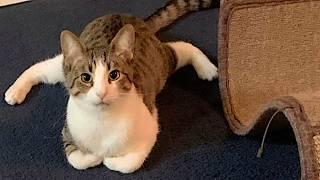 NEW Cats Videos 2024  Funny Cat Videos − Funny Cats