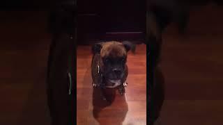 Smart Boxer Dog Knows Many Tricks | Akira Rules