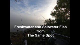 Freshwater and Saltwater Fish from The Same Spot