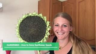 How to Save Sunflower Seeds