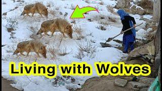 Living with Wolves in Afghanistan | Village life in Afghanistan