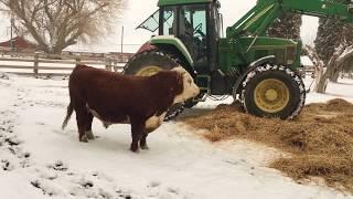 Hereford bull having fun with new winter bedding