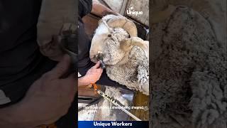 The process of shearing a sheep - The workers do their job perfectly || #machine #shorts