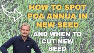 How to spot annual meadow grass (poa annua) without seed heads and when to cut new grass