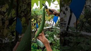 "Organic Sponge Gourd (Tori) Rooftop Harvest 🪴 #shorts