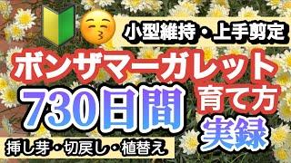 【ボンザマーガレットの育て方２年間】上手剪定パパッとイッキ見・2年前の植付け〜現在（挿し芽・植替え・サイズダウンまでも簡単説明）