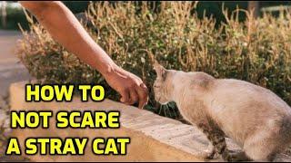 How To Approach A Stray Cat (Without Scaring It Away)