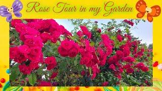 Rose Tour in my Garden