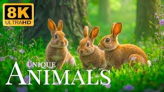 Unique Animals 8K ULTRA HD  Relaxing Wildlife Scenery Movie With Gentle Piano Sounds