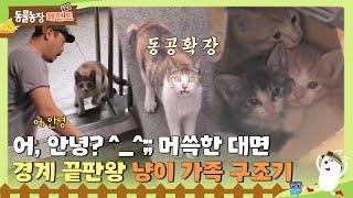 [TV 동물농장 레전드/SUB] 어, 안녕?^_^;; 머쓱한 대면  경계 끝판왕 냥이 가족 구조기 #TV동물농장 #AnimalFarm #SBSstory