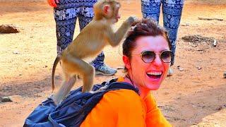 Very Cool..!! Smart baby monkey and the tourists are very happy playing with each other