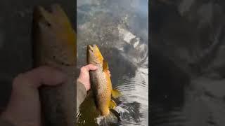 Big Brown trout in the backcountry.