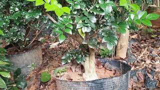 cây nguyệt quế lùn lực chơi bonsai 0917329662