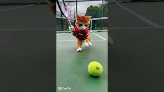 rollback cat #ai #cute #shortvideo #cat #funny