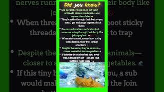 This Sea Creature Shouldn’t Exist (But It Does) #didyouknow #animalfacts #junglebytes #seacucumber