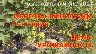 ч 1  ОБРЕЗКА трёхлетних кустов ВИНОГРАДА. Принципы выбора лоз на будущий год