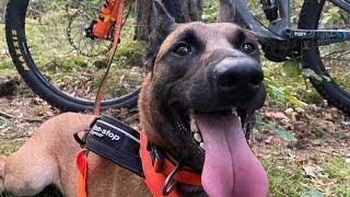 Down the Hill! Bikejoring with my Malinois