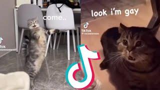 Funny Cats Speaking English Compilation!!!! (Pt. 1)