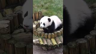 Adorable Baby Panda Qi Summer #cute #adorable #babylove #babypanda #panda #pandalove #cuteanimals