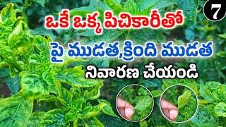 మిరపలో పై ముడత, క్రింది ముడత నివారణ | Chilli Leaf Curve Control | Mana kisan (మన రైతు)