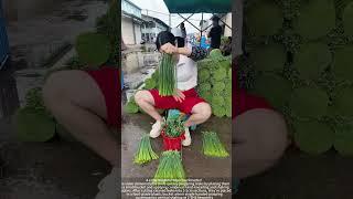 Efficient leek processing method: small bucket hand grasp shaking technique