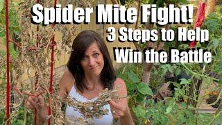 Spider Mite Fight in the Vegetable Garden! 3 Steps to Help Win the Battle 