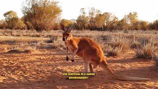 Red Kangaroo Insights.