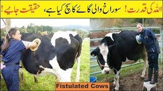 The Reality Behind the Fistulated Cows | Wajood Tv