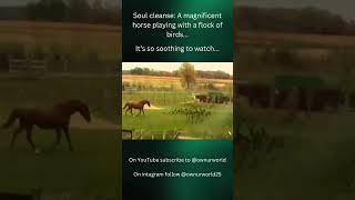 So soothing to watch...It's not everyday this happens...#beautiful #horse #soothing