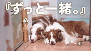 仲良しすぎて片時も離れない先住犬と弟犬が尊い・・・犬種違うのに似てきました笑【ボーダーコリー・オーストラリアンシェパード】