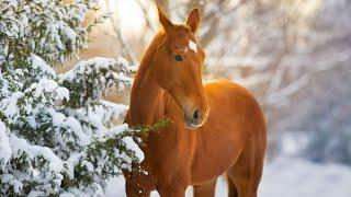 Folk Guitar Traditional Hymns, Peaceful  Music, "Winter Morning Peace" by Open Road Folk Music