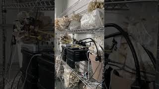 Mushroom Band Playing in the Mushroom Farm #experiment #nature #electronicmusic #mushroommusic